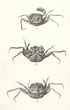 Sivun Palicidae Bouvier 1898 kuva