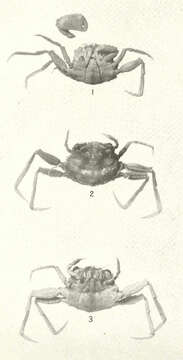 Image of stilt crabs