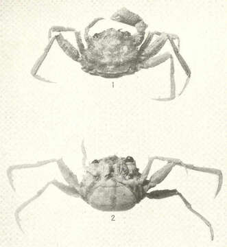 Image of stilt crabs