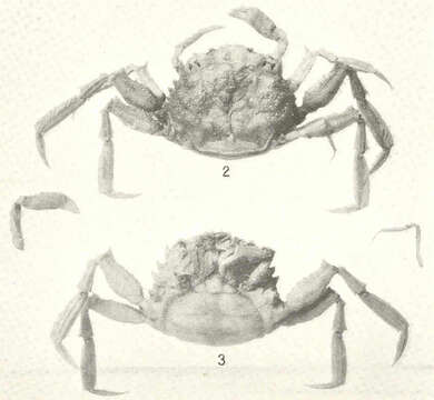 Sivun Palicidae Bouvier 1898 kuva