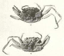 صورة Palicoidea Bouvier 1898