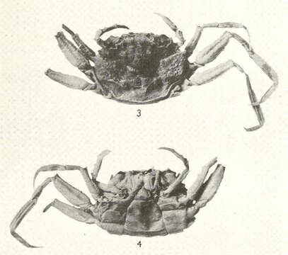 Image of stilt crabs