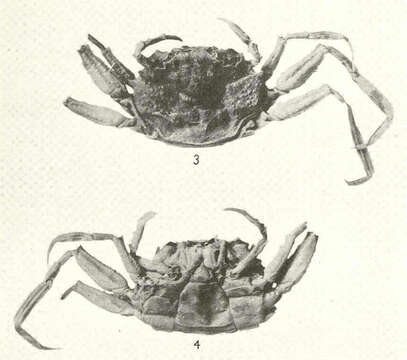 صورة Palicidae Bouvier 1898