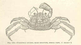 صورة Palicoidea Bouvier 1898