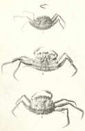 Sivun Palicoidea Bouvier 1898 kuva