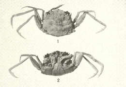 Sivun Palicoidea Bouvier 1898 kuva