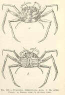 صورة Palicoidea Bouvier 1898