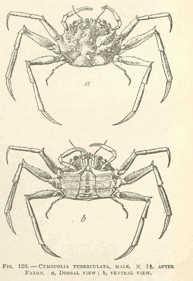 Plancia ëd Palicoidea Bouvier 1898