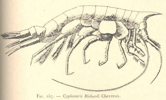 Image of Cyphocaris Boeck 1871