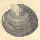 Image of Ocean quahog