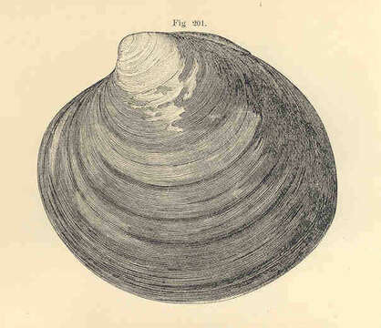 Image de Arcticoidea Newton 1891