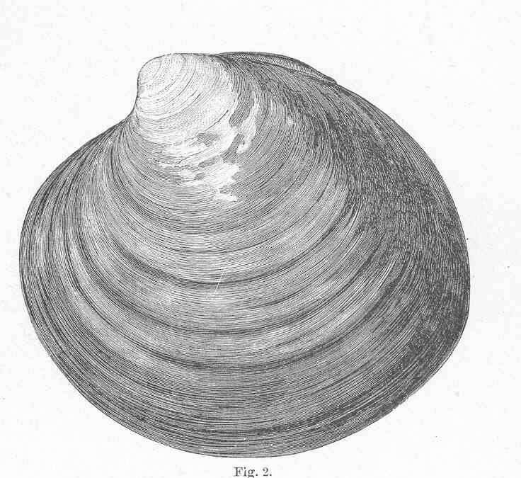 Image de Arctica Schumacher 1817