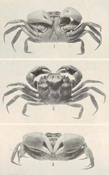 Image de Cyrtograpsus