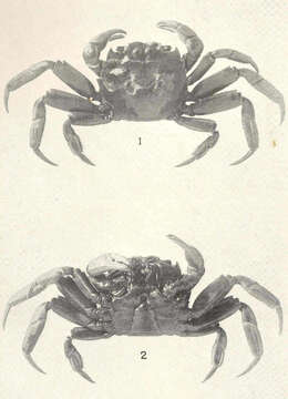 Image of Cyrtograpsus