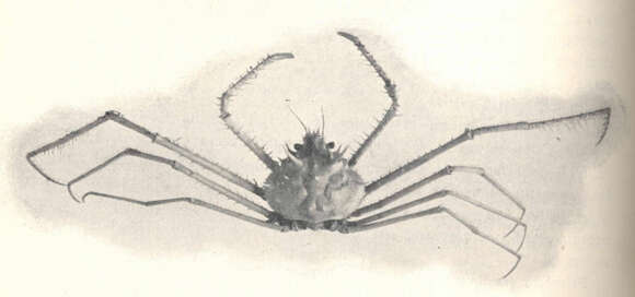 Image of Inachidae MacLeay 1838