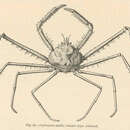 Image of Cyrtomaia smithi Rathbun 1894