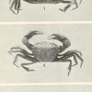 Image of Cyrtoplax spinidentata (Benedict 1892)