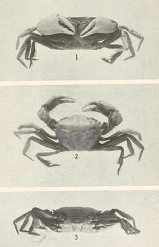 Image of Cyrtoplax Rathbun 1914