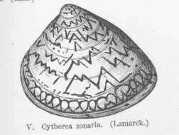 Image of Meretrix Lamarck 1799