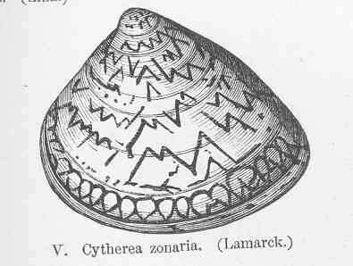 Слика од Meretrix Lamarck 1799