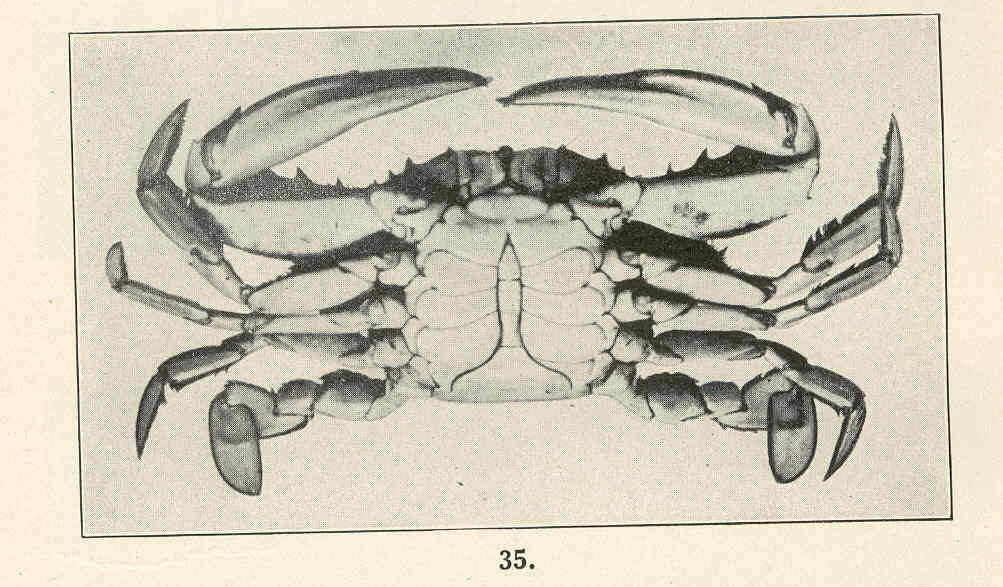 Image of Panarthropoda