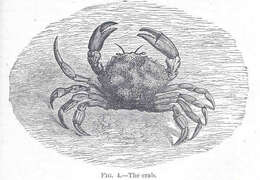 Image of Panarthropoda