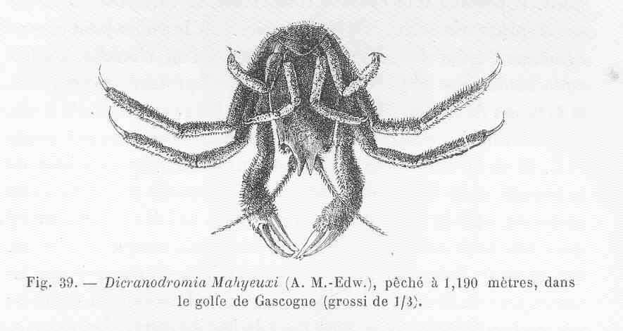 Image of Homolodromiidae Alcock 1899
