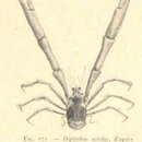 Image of Uroptychus nitidus (A. Milne Edwards 1880)