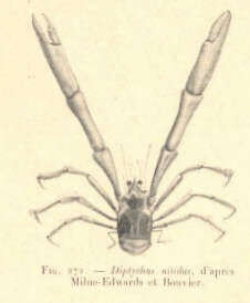 Image of Uroptychus Henderson 1888