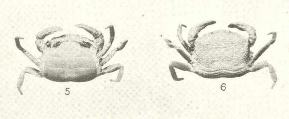 Image of Clypeasterophilus E. Campos & Griffith 1990