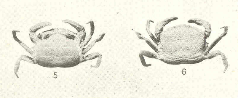 Image of Clypeasterophilus E. Campos & Griffith 1990