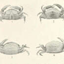 Image de Dissodactylus crinitichelis Moreira 1901