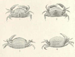 Image de Dissodactylus Smith 1870