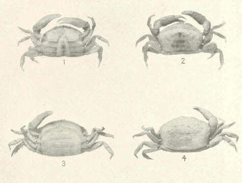 Image of Dissodactylus Smith 1870