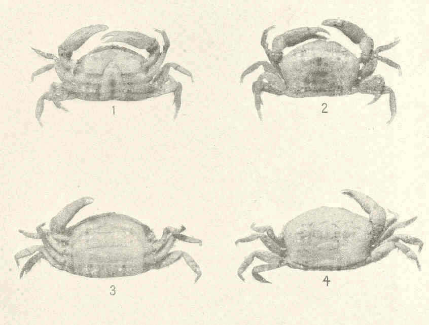 Image de Dissodactylus Smith 1870