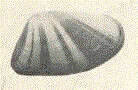 Image of Donacidae J. Fleming 1828