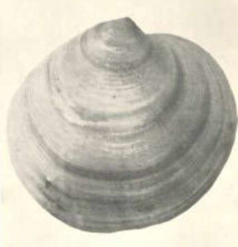 Слика од Dosinia Scopoli 1777