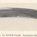 Image of Razor shell