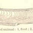 Image of Atlantic jackknife clam