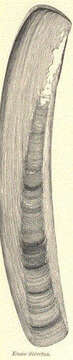 Image of Pharidae H. Adams & A. Adams 1856
