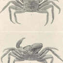 Image of American talon crab