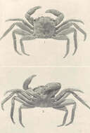 Imagem de Euchirograpsus H. Milne Edwards 1853