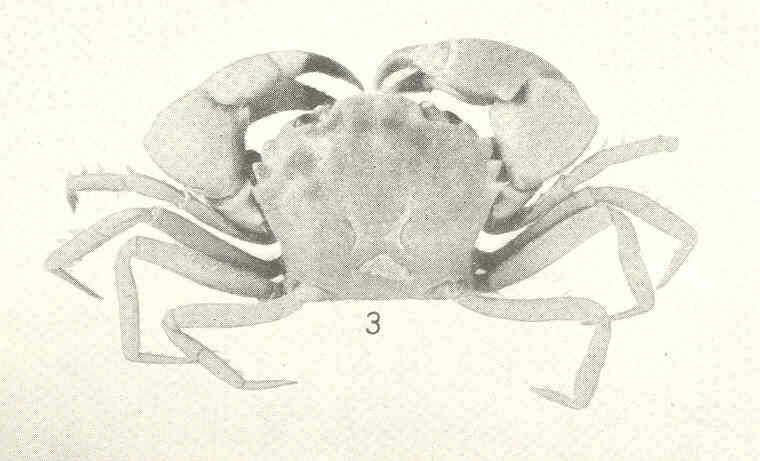 Image of Eucratopsis Smith 1869