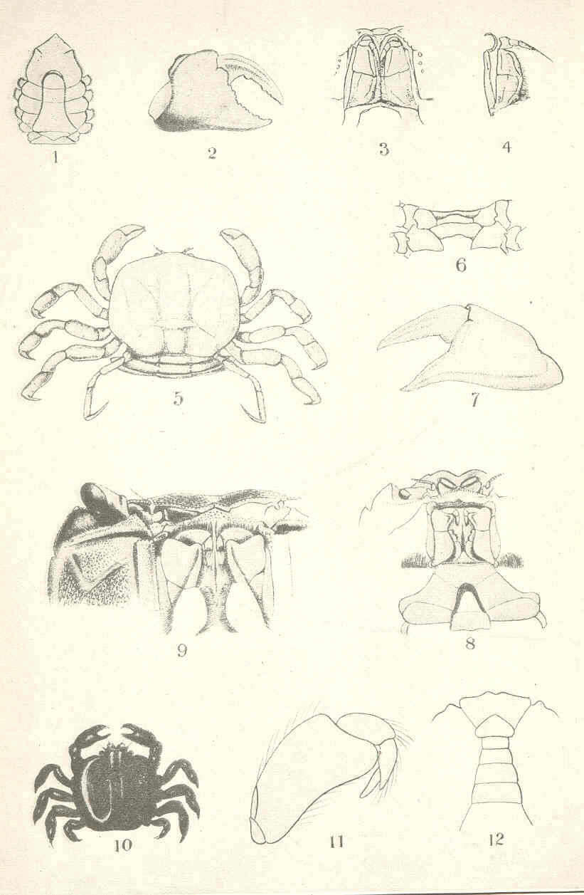 Image of Eucratopsis Smith 1869