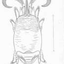 Plancia ëd Pagurus bernhardus (Linnaeus 1758)