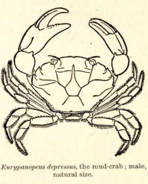 Image of Eurypanopeus A. Milne-Edwards 1880