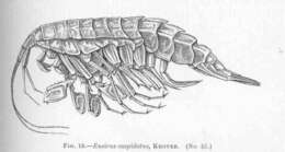 Image of Eusiroidea Stebbing 1888
