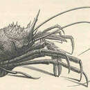 Image of <i>Munidopsis beringana</i> J. E. Benedict 1902