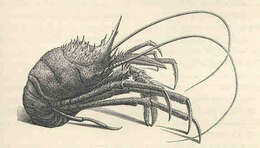 Слика од Munidopsis Whiteaves 1874
