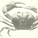 Image de Gecarcinus lateralis (Guérin 1832)